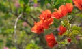 Close up Group of Red Orange Bougainvillea Flowers Isolated on Nature Background, Selective Focus Royalty Free Stock Photo