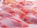 Close up group of red Tilapia Fish stacked soaked in ice