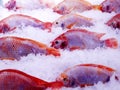 Close up group of red Tilapia Fish stacked soaked in ice