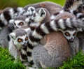 Close up of group of ring tailed lemurs huddled together Royalty Free Stock Photo