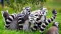 Close up of group of ring tailed lemurs Royalty Free Stock Photo