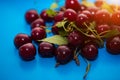 Close-up of a group of cherries on a blue background Royalty Free Stock Photo