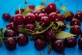 Close-up of a group of ripe fresh cherries on a blue background Royalty Free Stock Photo