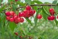 Group of ripe and fresh red cherries hang on cherry trees in Fruit Village or Orchard at Hokkaido, Japan. Royalty Free Stock Photo