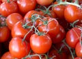 Close up on freshly picked tomatoes on display for Farmers Market Royalty Free Stock Photo
