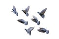Close up Group of Rock Pigeons Flying in The Air Isolated on White Background with Clipping Path