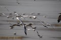 Close up group of seagull spread its wings beautifully and flying over water at bangpoo,Thailand