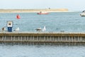 Close up of group seagulls fighting, on the pier in marina with sea in background.