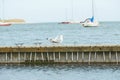 Close up of group seagulls fighting, on the pier in marina with sea in background. Royalty Free Stock Photo