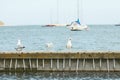 Close up of group seagulls fighting, on the pier in marina with sea in background.