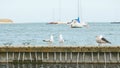 Close up of group seagulls fighting, on the pier in marina with sea in background. Royalty Free Stock Photo