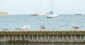 Close up of group seagulls fighting, on the pier in marina with sea in background. Royalty Free Stock Photo