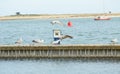 Close up of group seagulls fighting, on the pier in marina with sea in background. Royalty Free Stock Photo