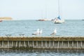 Close up of group seagulls fighting, on the pier in marina with sea in background.