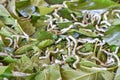 Silkworm eating mulberry green leaf Royalty Free Stock Photo