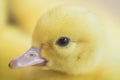 Close up group of small duckling Royalty Free Stock Photo