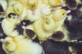 Close up group of small duckling Royalty Free Stock Photo