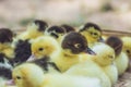 Close up group of small duckling Royalty Free Stock Photo