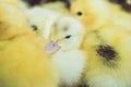 Close up group of small duckling Royalty Free Stock Photo