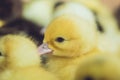 Close up group of small duckling Royalty Free Stock Photo