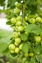 Close up group of small green apples hanging on a branch in Orchard in selective focus Royalty Free Stock Photo