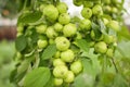 Close up group of small green apples hanging on a branch in Orchard in selective focus Royalty Free Stock Photo