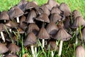 Close up of group of the small inky cap mushrooms growing in the grassland in forest