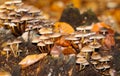 Close up of group small mushrooms mycena growing on dead tree trunk in forest - Germany
