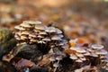 Close up of group small mushrooms mycena growing on dead tree trunk in forest - Germany Royalty Free Stock Photo