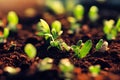 a close up of a group of small plants growing in dirt and dirt ground with sunlight shining on them