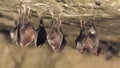 Close up group of small sleeping horseshoe bat covered by wings, hanging upside down on top of cold natural rock cave while