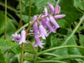 Spanish bluebell (Endymion hispanicus or Scilla hispanica) flowering with pale pink pendulous bell Royalty Free Stock Photo