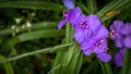 Close up of a group of Spiderwort at Great Falls National Park, Virginia