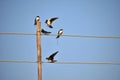 Group of swallow bird on a power wire line and pole. Royalty Free Stock Photo