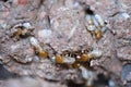 Close up group of Termites or white ants worker Royalty Free Stock Photo