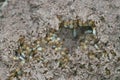 Close up group of Termites or white ants worker Royalty Free Stock Photo