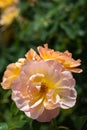 Close-up of a group of three pale pink and yellow `The Lark Ascending` hybrid shrub roses in garden with green leaves in bl