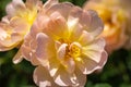 Close-up of a group of three pale pink and yellow `The Lark Ascending` hybrid shrub roses in garden with green leaves in bl