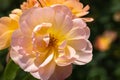 Close-up of a group of three pale pink and yellow `The Lark Ascending` hybrid shrub roses in garden with green leaves in blurred b