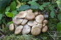 Close up of a group of toadstools Royalty Free Stock Photo