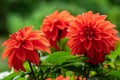 Close up of a group of vibrant red dahlia flowers Royalty Free Stock Photo