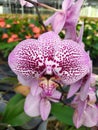 A group of white orchids with purple dots in a nursery garden. Un grupo de orquÃÂ­deas blancas con puntos morados en un vivero