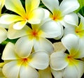 Close up group of white plumeria background Royalty Free Stock Photo