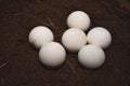 Close-up of a group of white, round turtle eggs Royalty Free Stock Photo