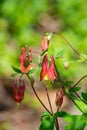 Close-up of a Group of Wild Columbine, Aquilegia canadensis