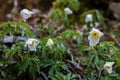 Close-up of a group of Wood Anemone, or windflower, Anemonoides nemorosa, newly sprouted and blooming in early spring