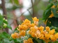 Close up Group of Yellow Bougainvillea Flower Isolated on Background Royalty Free Stock Photo