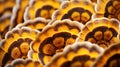 a close up of a group of yellow and brown flowers