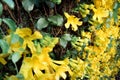 Close up group of yellow flower Cat`s claw Royalty Free Stock Photo