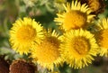 Common fleabane, pulicaria dysenterica, flowers Royalty Free Stock Photo